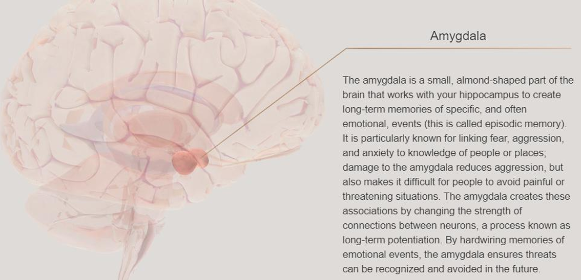 <p>1) Aggression</p><p>2) Fear</p><p>3) Threat</p>