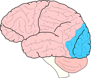 <p>which lobe of the brain is pictured?</p>