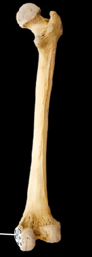 <p>Femur, posterior view, right side</p>
