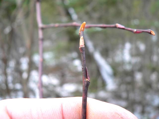 Blade: simple, feather-veined, and typically linear-lanceolate
Reproductive: brownish-green bud, covered by single scale
Bark: furrowed and grayish or yellowish brown in color; the yellow to brown twigs