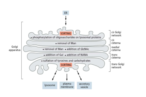 <ul><li><p>cis, medial, and trans cisternae in Golgi each with  different enzymes</p></li><li><p>remove or add sugars and result in diff modifications to diff proteins</p></li><li><p>vesicles kept close to golgi by tethering proteins</p></li></ul>