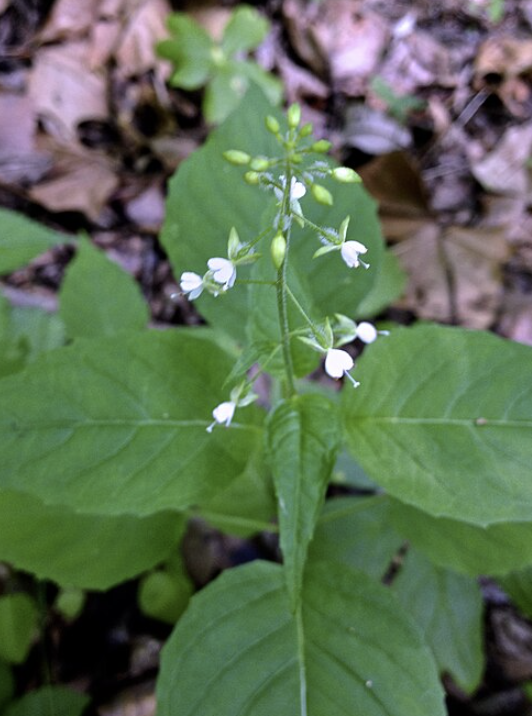 <p>Common Name: Common enchanter’s nightshade&nbsp;</p><p>Late spring to summer </p><p>Perennial </p><p>Forests and woodlands </p><p>Family: Onagraceae</p>