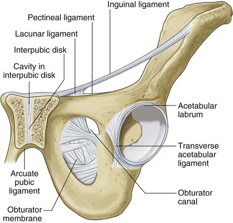 <p><strong>attachment points: </strong>pubic tubercle and superior pubic ramus</p><p><strong>fiber direction: </strong>posteriorly and attach to pectineal line</p><p><strong>associated structures/function: </strong>fibers of inguinal ligament and fascia lata </p>
