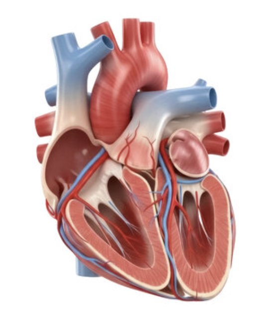<p>Does the aorta sends blood to or from the heart?</p>