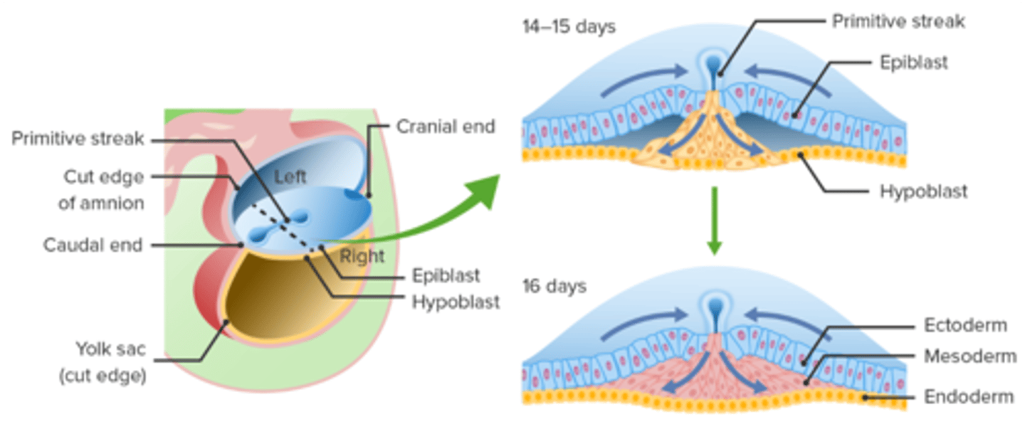 <p>epiblast, gastrulation;</p><p>after a primitive streak forms on the epiblast, epiblast cells migrate toward the streak and invaginate into it to first create the endoderm, then the mesoderm. the ectoderm is the remaining cells in the epiblast.</p>