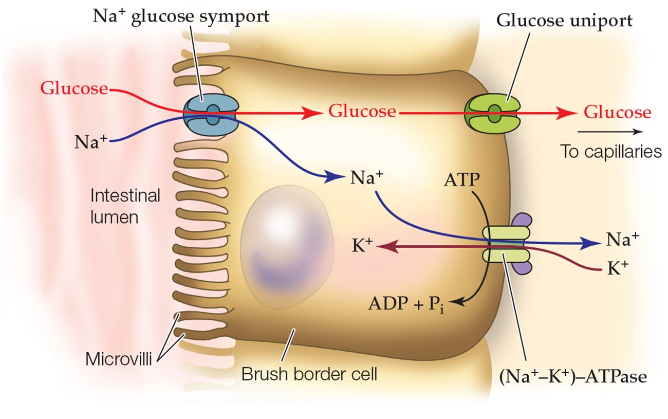 <p>The Na+ gradient, which is maintained by Na+/K+-ATPase</p>