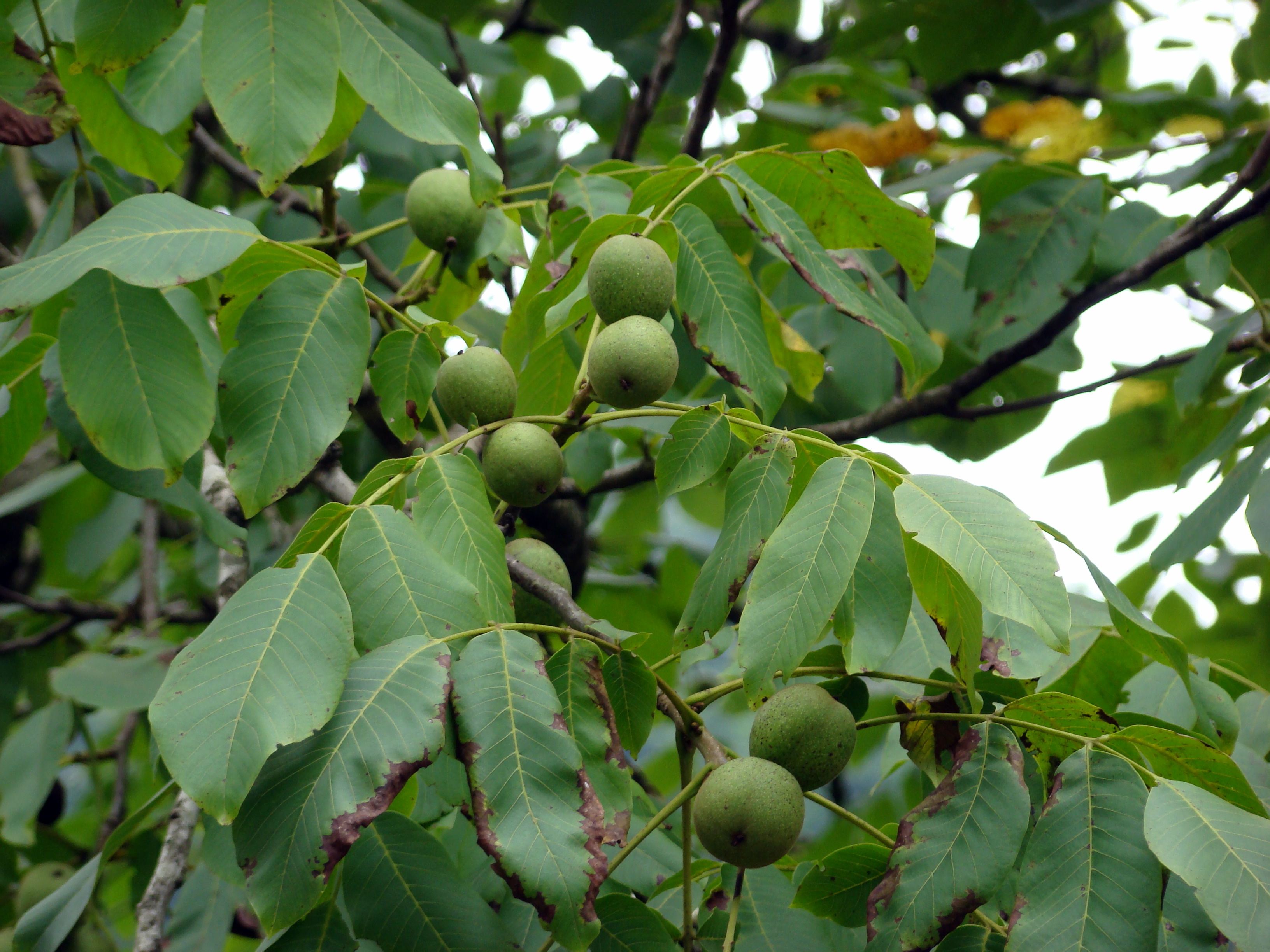 <p><span style="font-family: Inter, helvetica, arial, sans-serif">common walnut (Great Britain), Persian walnut, English walnut, Carpathian walnut, Madeira walnut</span></p>