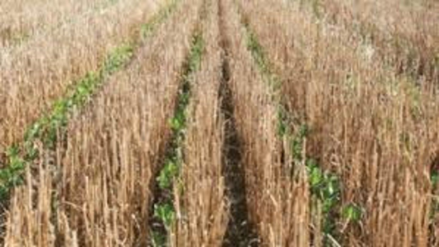 <p>to plant and harvest on the same parcel of land twice per year</p>