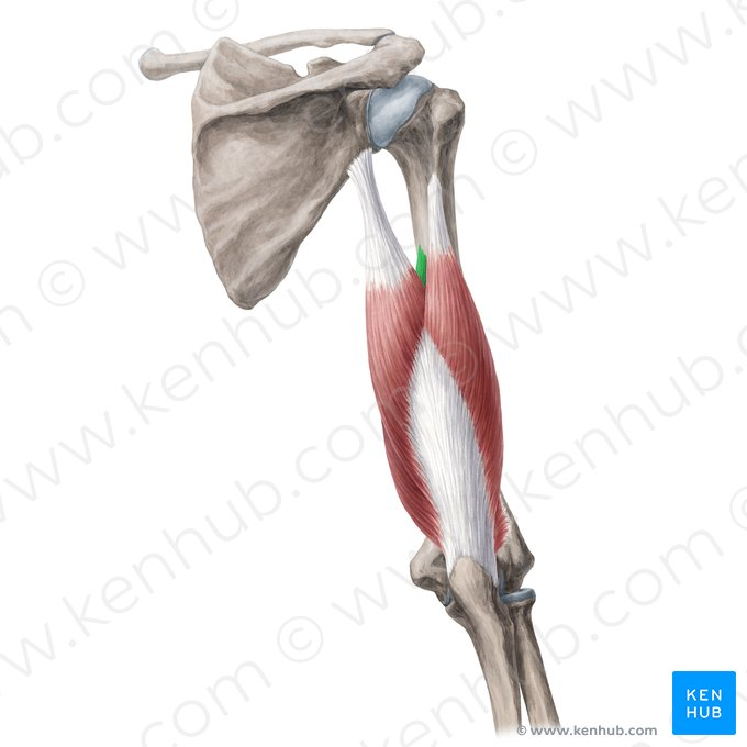 this muscle’s origin is ___ (specific head)