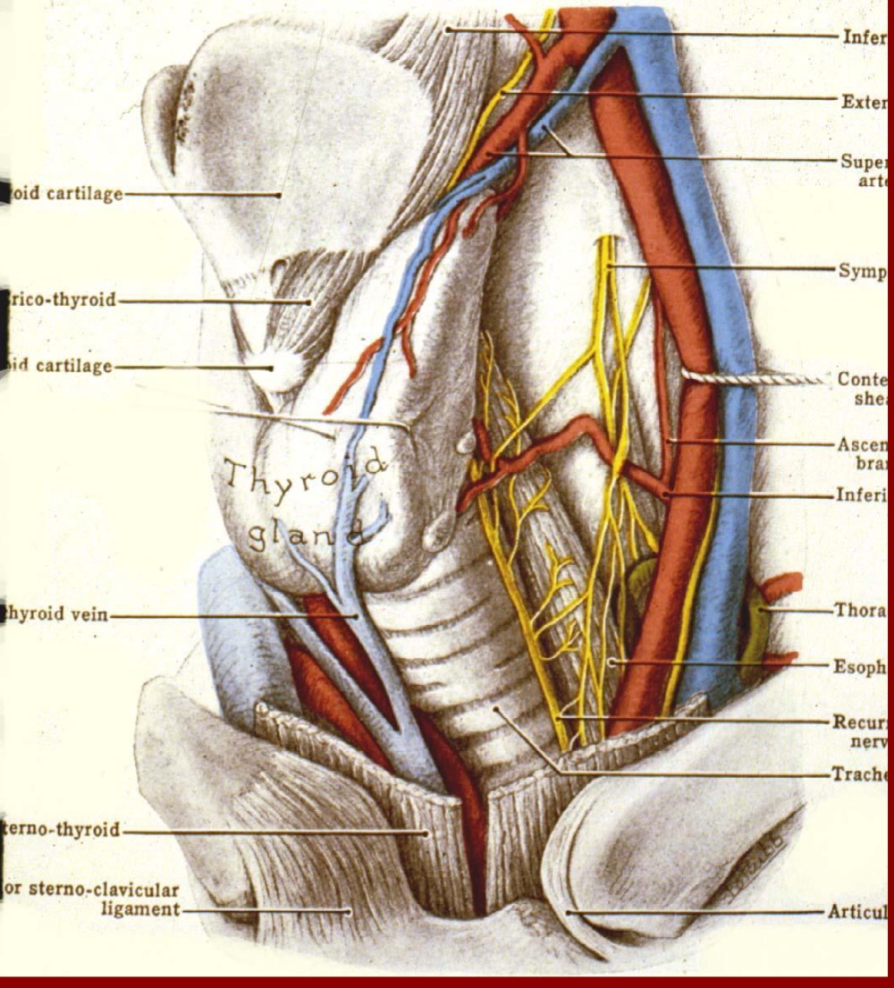 1. external carotid
2. thyrocervical trunk