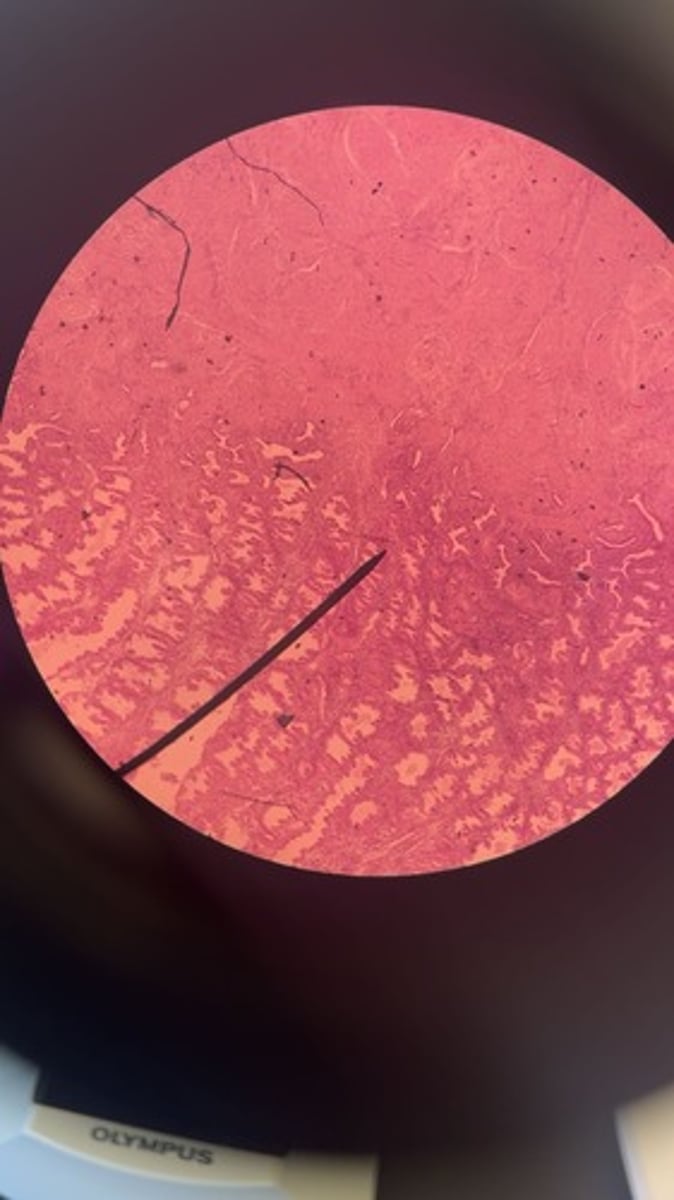 <p>What is shown?</p>