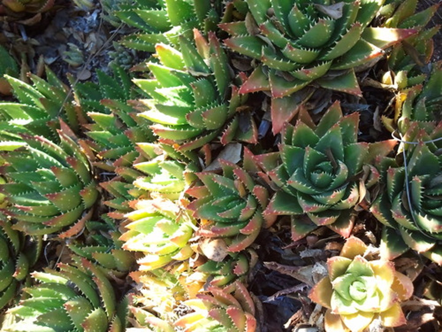 <p>Golden Tooth Aloe</p>