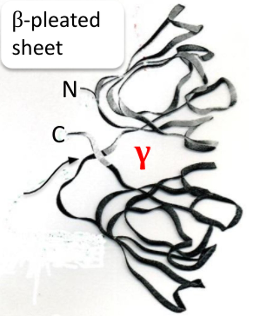 <p>gamma crystallin</p><p>-no quaternary structure 1 polypeptide</p><p>-They consist of a sets of beta pleated sheets joined by a connecting peptide</p>