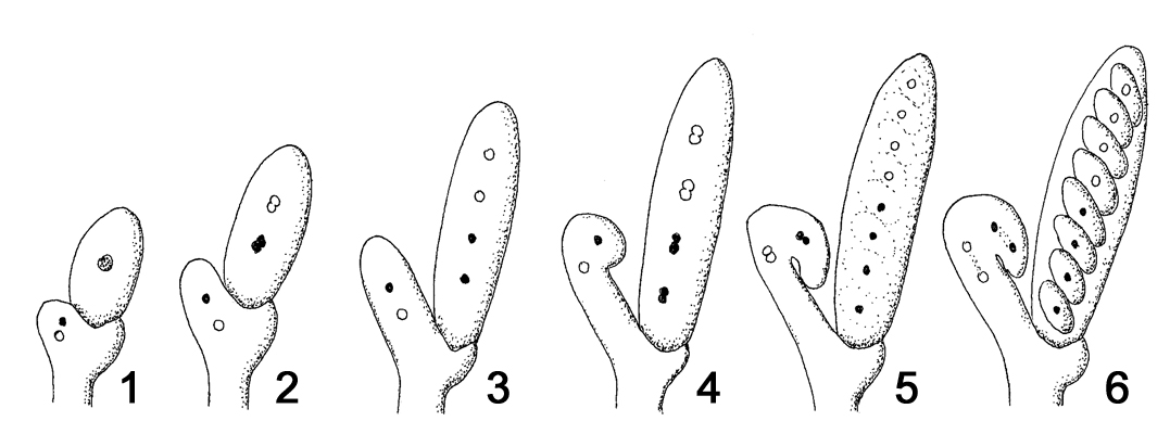 <p>Saco celular donde se producen y contienen las ascosporas por meiosis.</p>