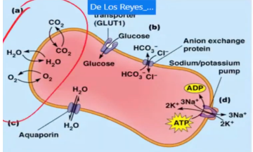 <p>Oxygen, carbon dioxide, and water diffuse directly across the plasma membrane in response to their relative concentrations inside and outside the cell. No transport protein is required</p>