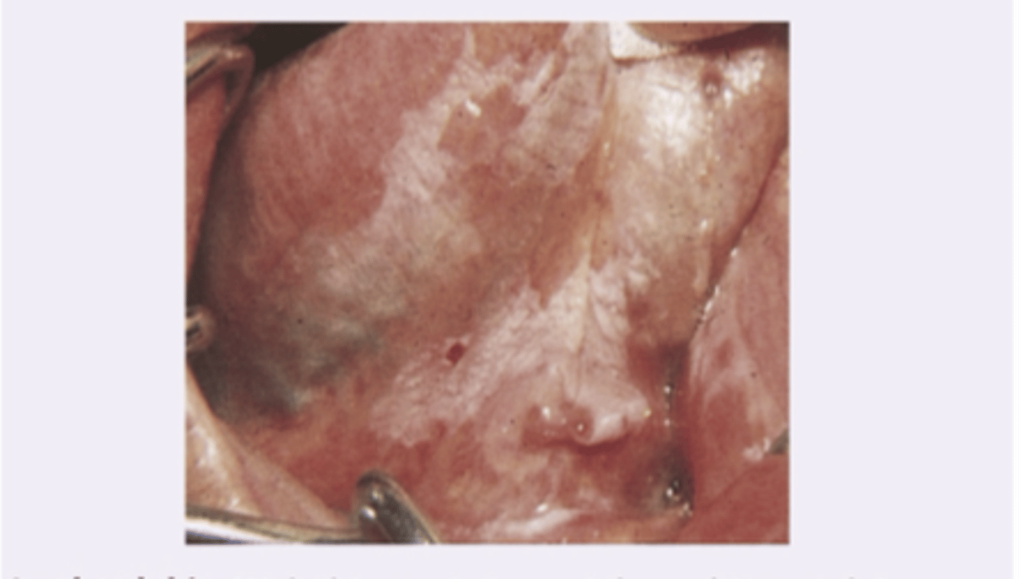 <p>Diagnosis?</p>