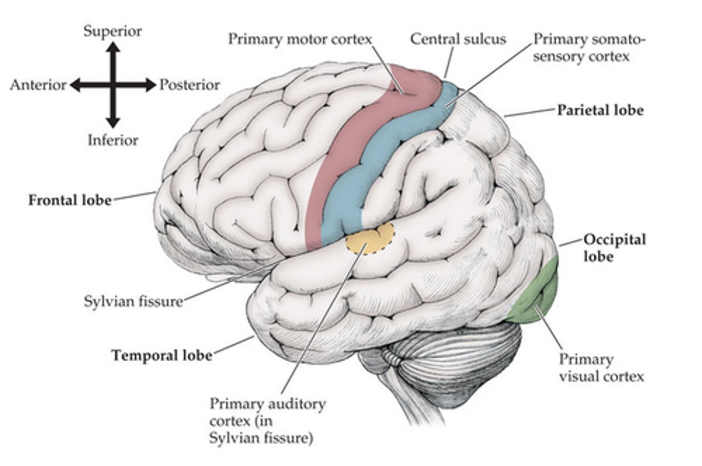 <p>(area V1) processes sensory and visual information</p>