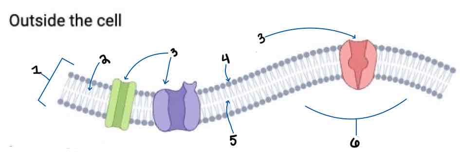 <p>Phospholipid Bilayer </p>