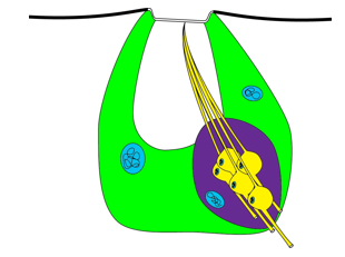 <p>External area is a thin cuticular plate; innervated by many sensory neurons </p>
