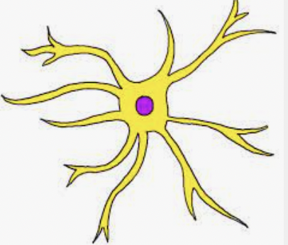 <p>Astrocytes</p>