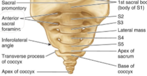 <p>Anterior sacral foramina </p>
