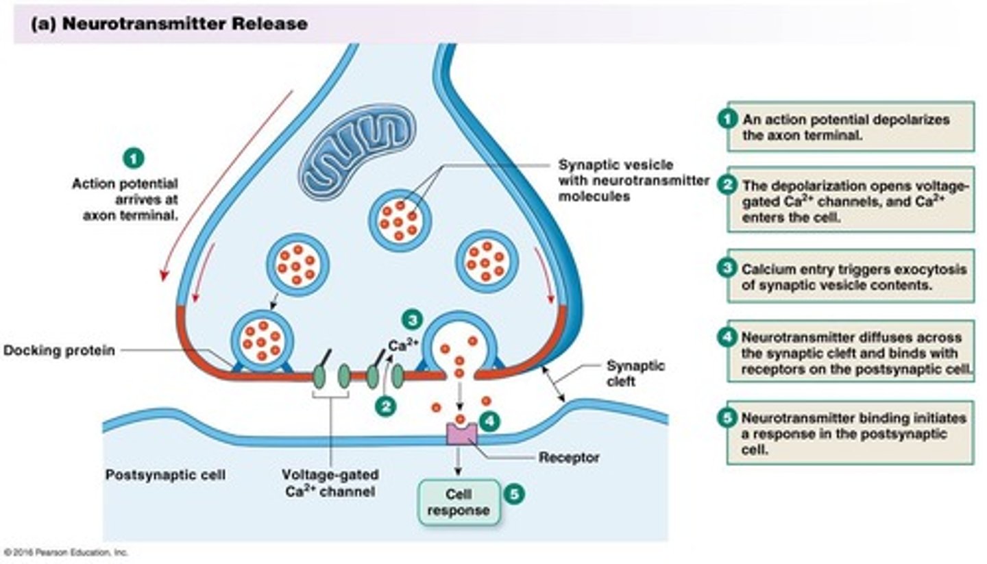 <p>Connection where neurotransmitters transmit signals between neurons.</p>