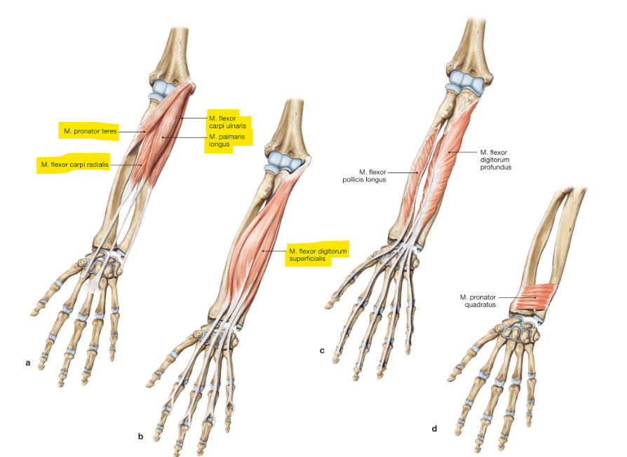 <p>m. flexor digitorum superficialis</p>