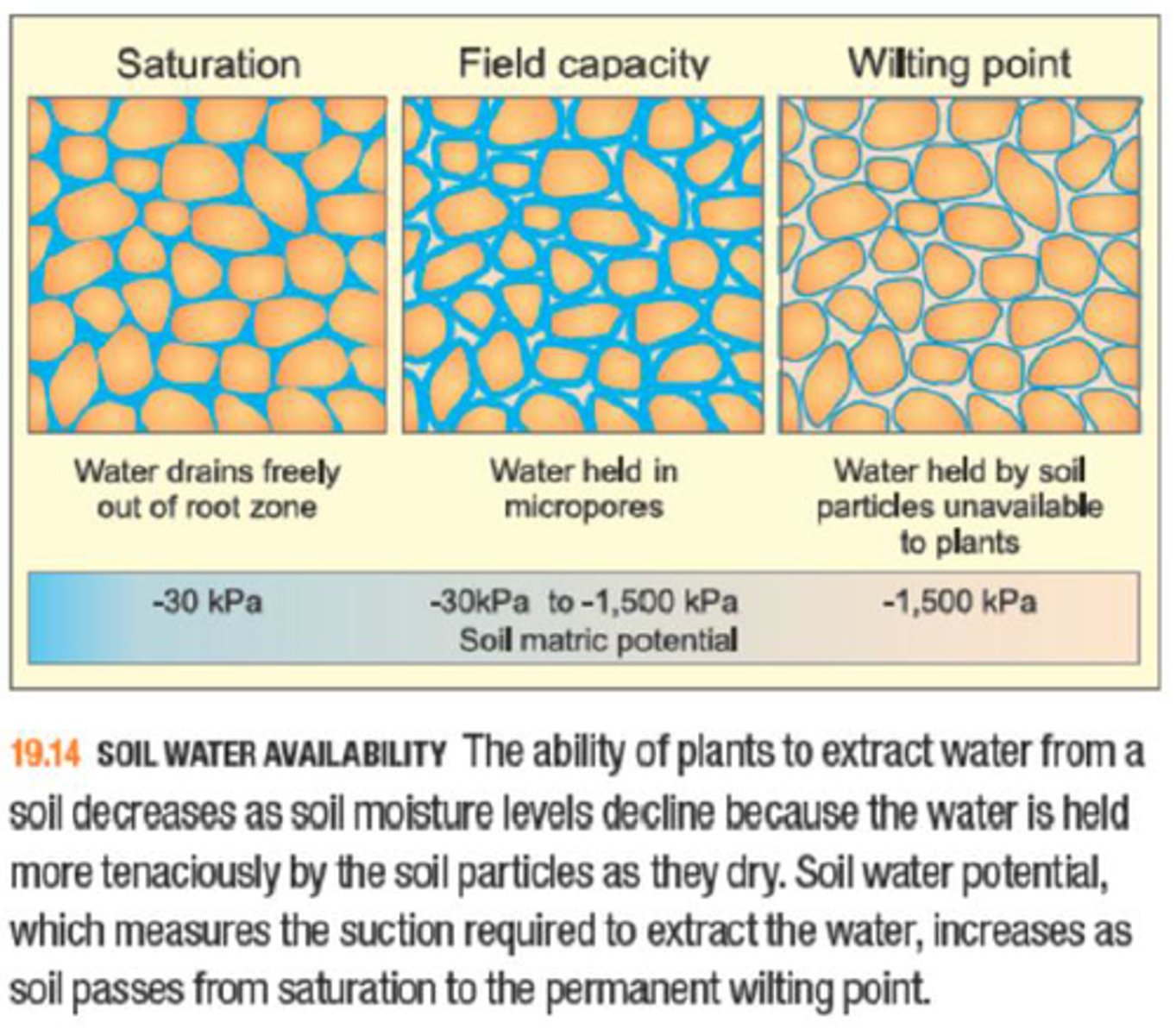 <p>STORE<br><br>the amount of water held in the soil after excess water drains away after a rainfall event<br><br>i.e., saturation or near saturation<br><br>...Wilting point refers to the threshold level of soil water below which plants cannot extract sufficient water to maintain their mechanic strength</p>