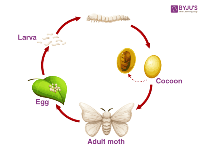 <p>Bombyx (Silkworm)</p>