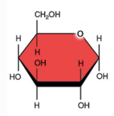 <ul><li><p>6 carbon</p></li><li><p>12 hydrogen</p></li><li><p>6 oxygen</p></li></ul>