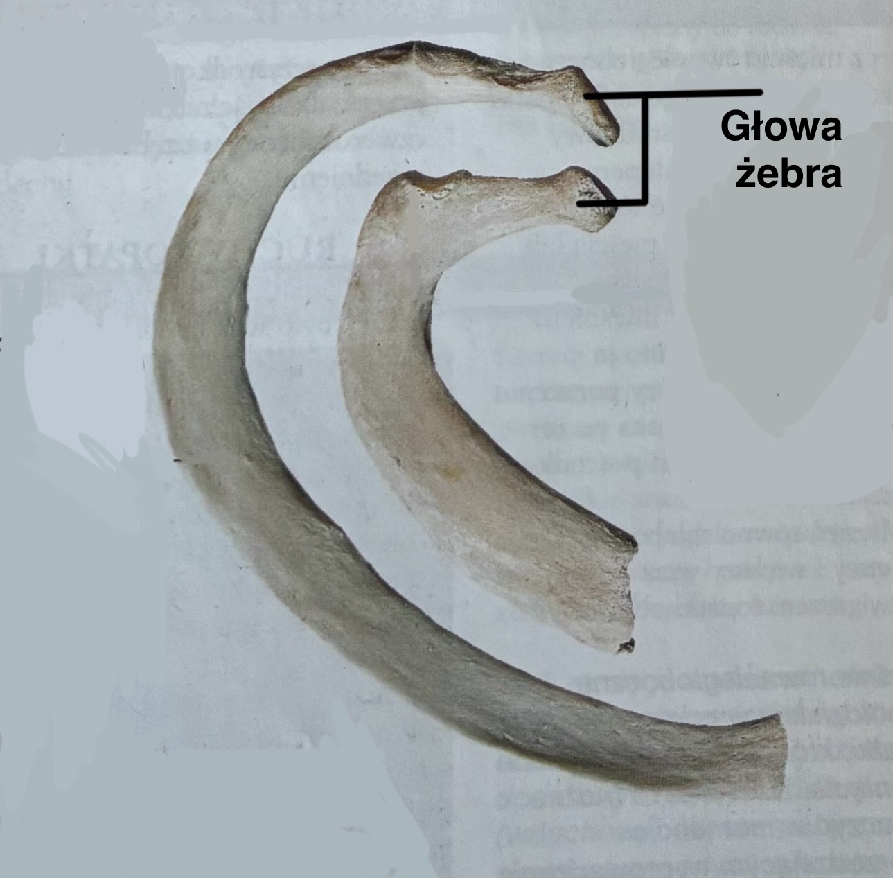 <p>Caput costae</p><p>Łączy się z przyporządkowanym mu kręgiem piersiowym</p>