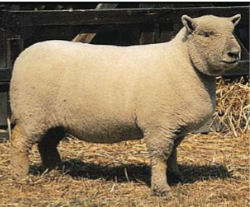 <ul><li><p>Origin: England</p></li><li><p>Color: white, gray to light brown face and legs</p></li><li><p>Polled</p></li><li><p>Medium wool that extends down legs and over face</p></li></ul><p></p>