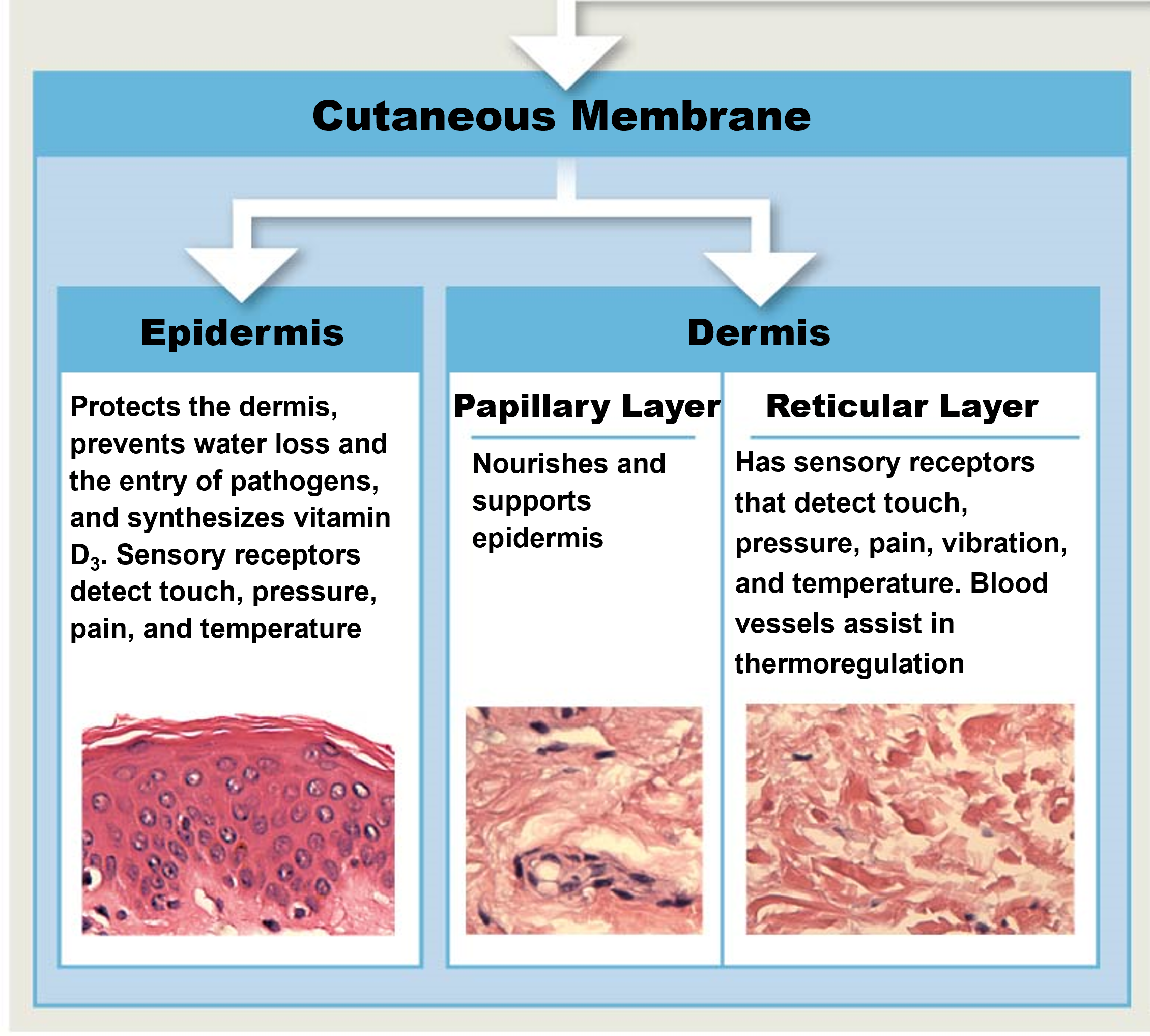 <p>Epidermis - superficial epithelium</p><p>Dermis - connective tissues</p><ul><li><p>Papillary</p></li><li><p>Reticular</p></li></ul><p></p>