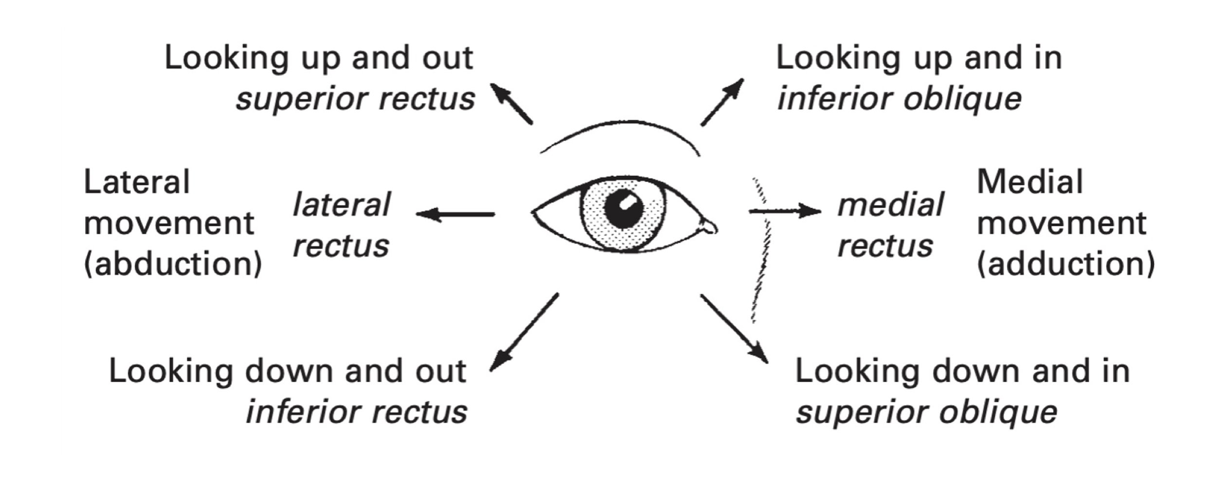 <p>Trochlear (They, Matters)</p><p>Motor Function: eye movement (SO4) - down/in (looks at nose; nose has 4 letters for CN 4)</p><p>Test: downward and in gaze</p>