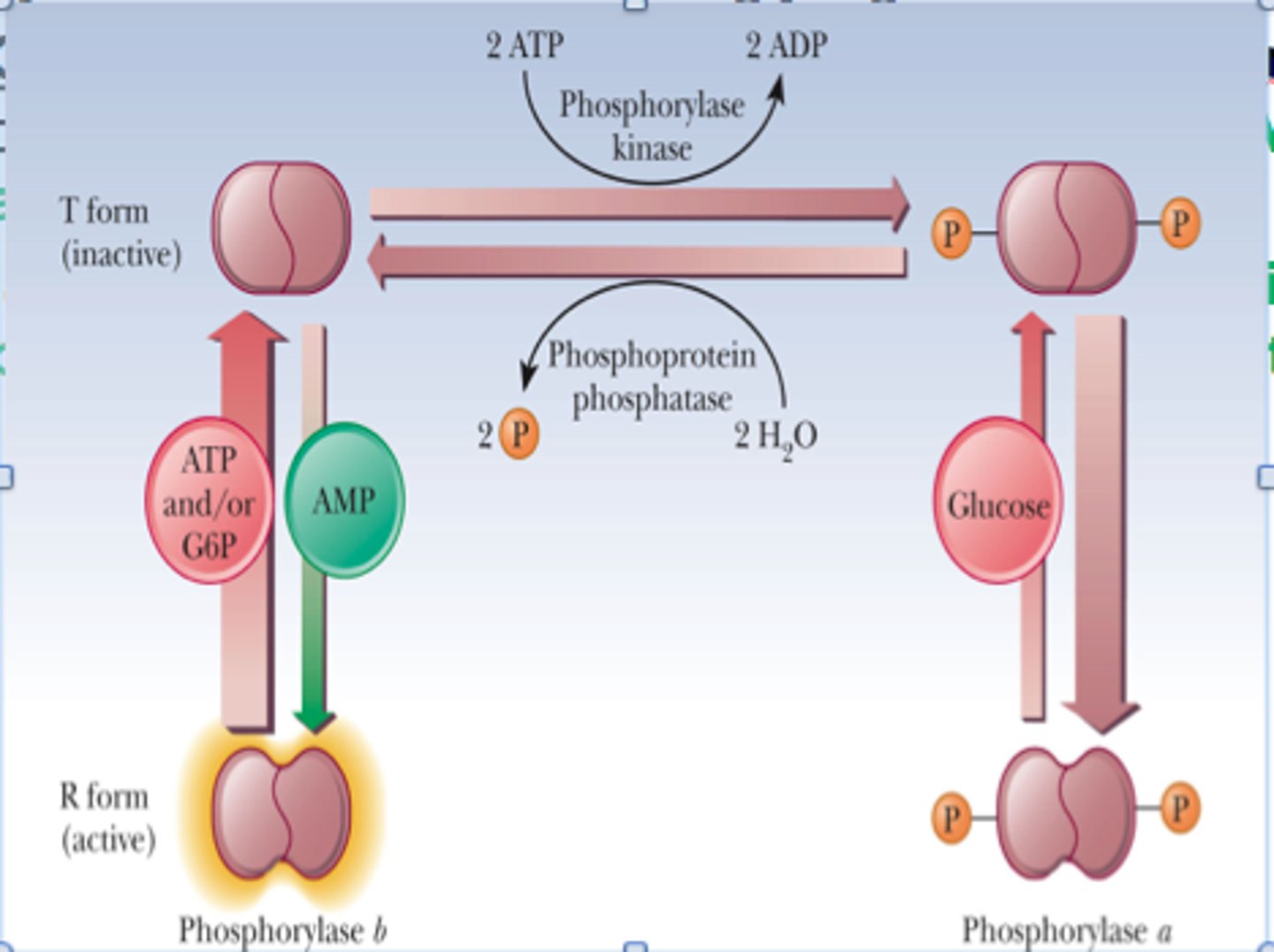 <p>-related to energy charge</p><p>-inhibited by ATP (high energy charge = high ATP = sufficient glucose = glycogen not degraded)</p>
