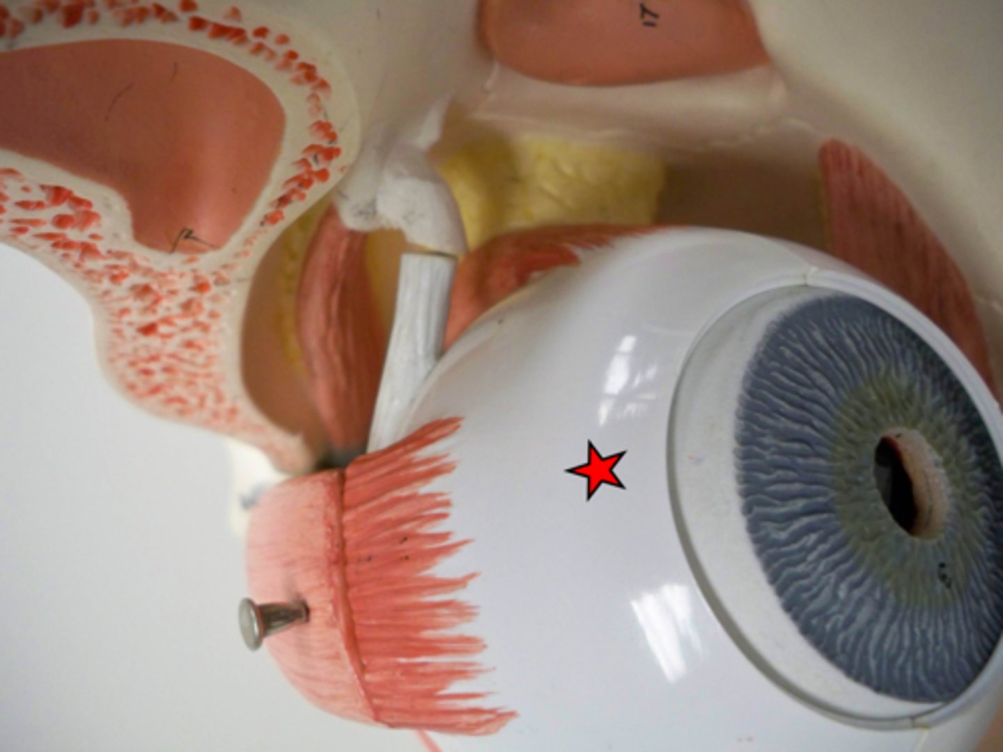 <p>The white of the eye. A coat of dense connective tissue that adds to the shape of the eye and provides protection of the internal eye structures.</p>