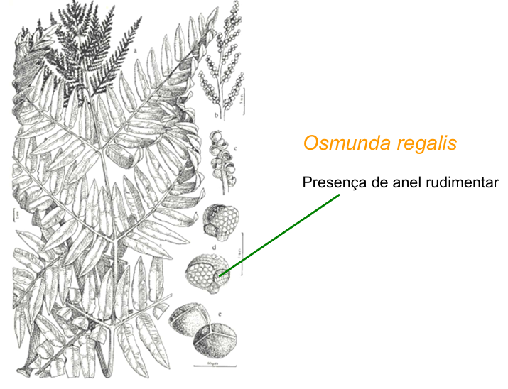 <p>É uma estrutura rudimentar (<em>Osmunda</em> sp.) com propriedades higroscópicas (absorve água ou humidade do ar).</p>