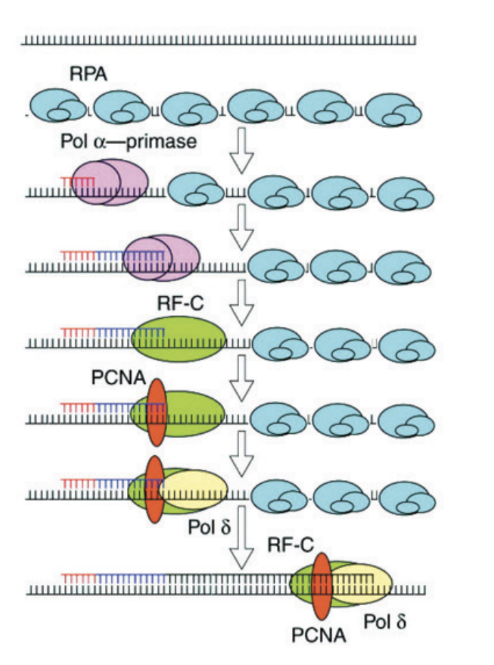 <ol><li><p>Replication Protein A (RPA)→ cover the single-stranded DNA</p><ul><li><p>used to protect the DNA from endonucleases</p></li><li><p>AND signals for polymerase alpha</p></li><li><p>in open hand atm</p></li></ul></li><li><p>Pol alpha PRIMES the DNA</p></li><li><p>Pol alpha primes and extends the leading strand</p></li></ol><p><em>but then BIG pol delta/epison needs to get onto and stay on DNA, how?</em></p><ol start="4"><li><p>Replication factor-C RF-C→ detect end</p></li><li><p>displaces alpha polymerase</p></li><li><p>Recruits PCNA→ acts as sliding clamp (forms a circle around DNA to pull it through</p></li><li><p>binds to epsilon/alpha</p></li><li><p>pol d and e now on the DNA</p></li><li><p>Thousands of base pairs can now easily be polymerased</p></li></ol><p></p>