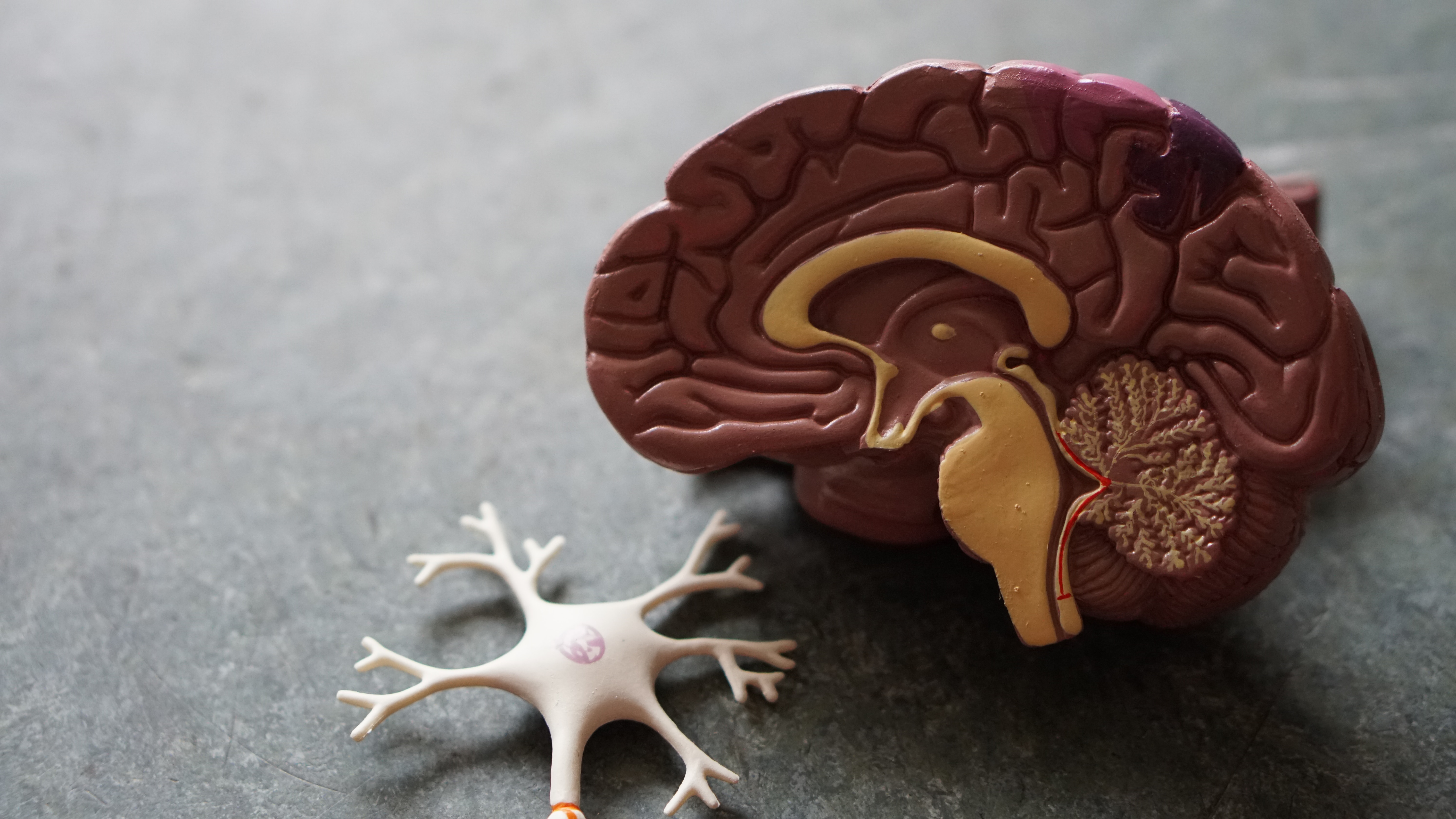 The internal framework of the human body, composed of bones, cartilage, ligaments, and tendons, providing structure, support, and protection to organs, enabling movement, and serving as a reservoir for minerals.