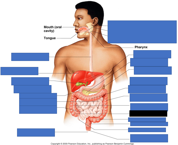 knowt flashcard image