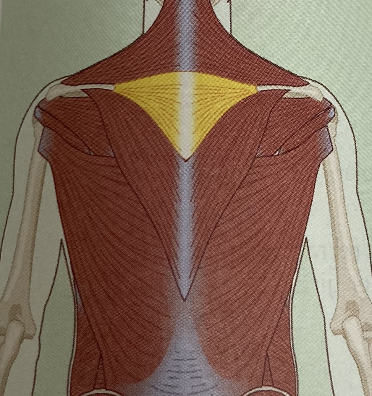 <ul><li><p>category: shoulder musculature</p></li><li><p>origin: T1-T5</p></li><li><p>insertion: scapula</p></li><li><p>isolated function: concentric scapular retraction</p></li><li><p>integrated function: eccentric scapular elevation</p></li><li><p>stabilizes the scapula</p></li></ul><p></p>