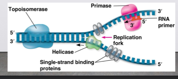 <p>The start of DNA replication</p>