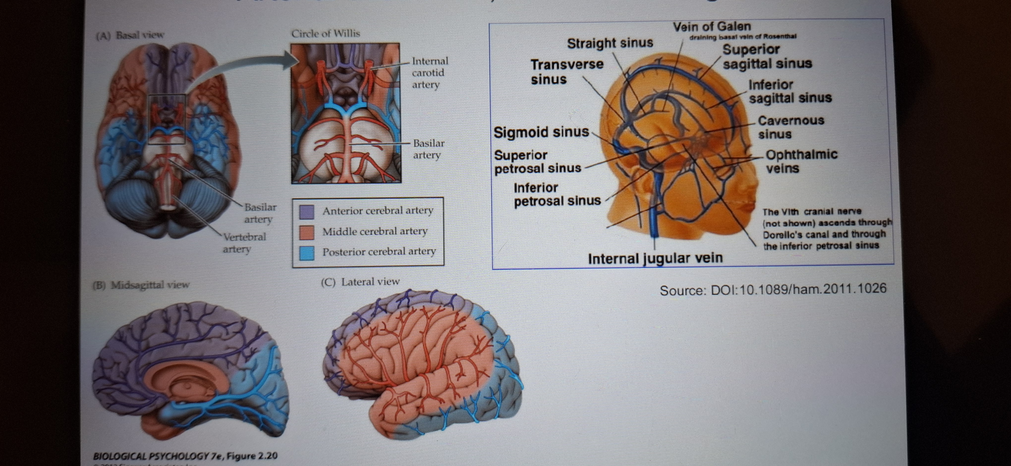 <p>1 Arterial circulation </p><p class="has-focus">2.venous drainage</p>