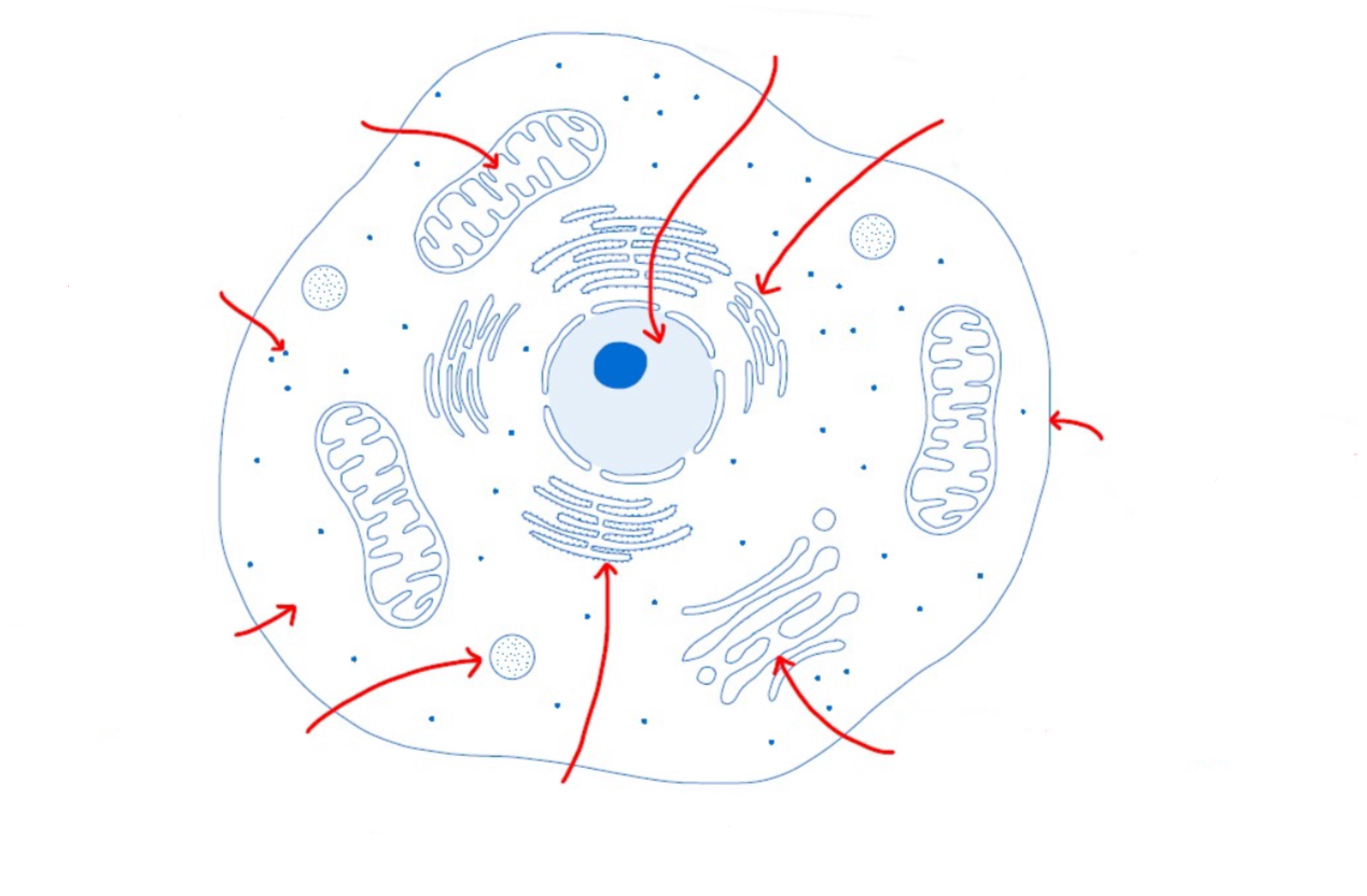 <p>Label the rough endoplasmic reticulum </p>