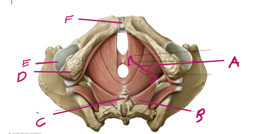 <p>label f</p>