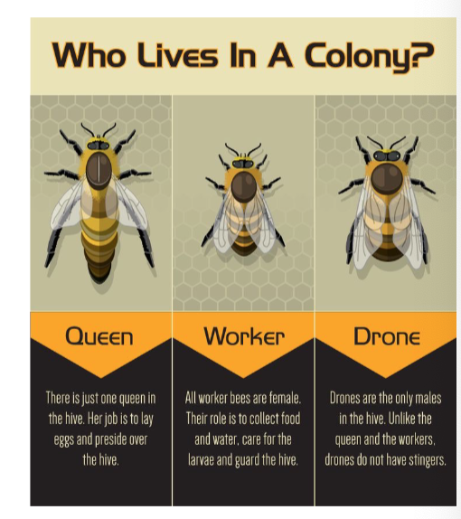 EX: altruism - sterile worker bees help others in the hive and \n do not breed themselves