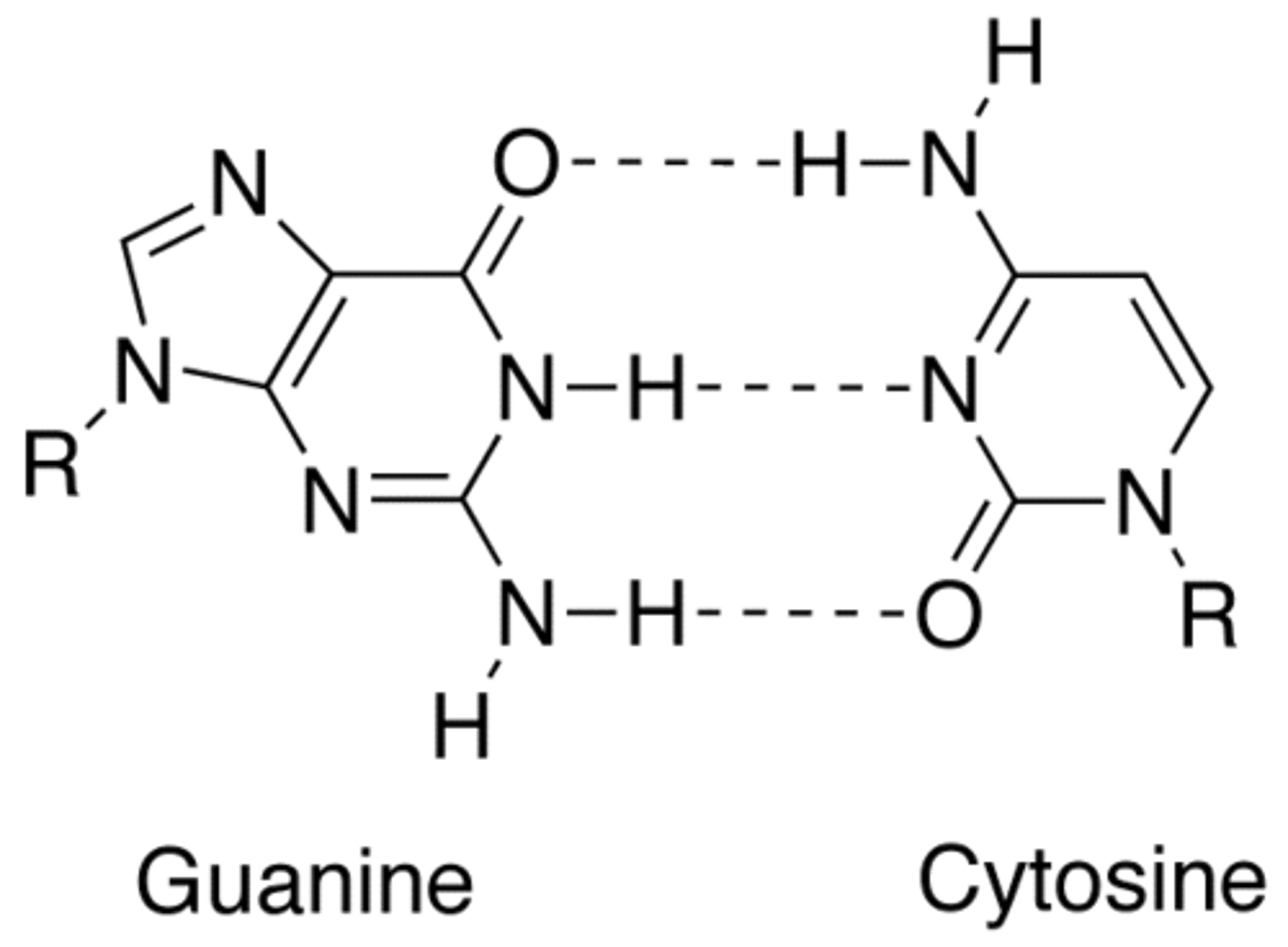 <p>cytosine</p>