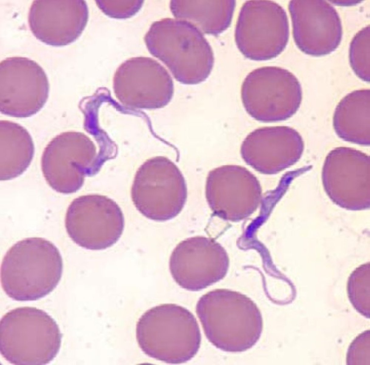 <p>a. Trypanosoma sp.</p>
