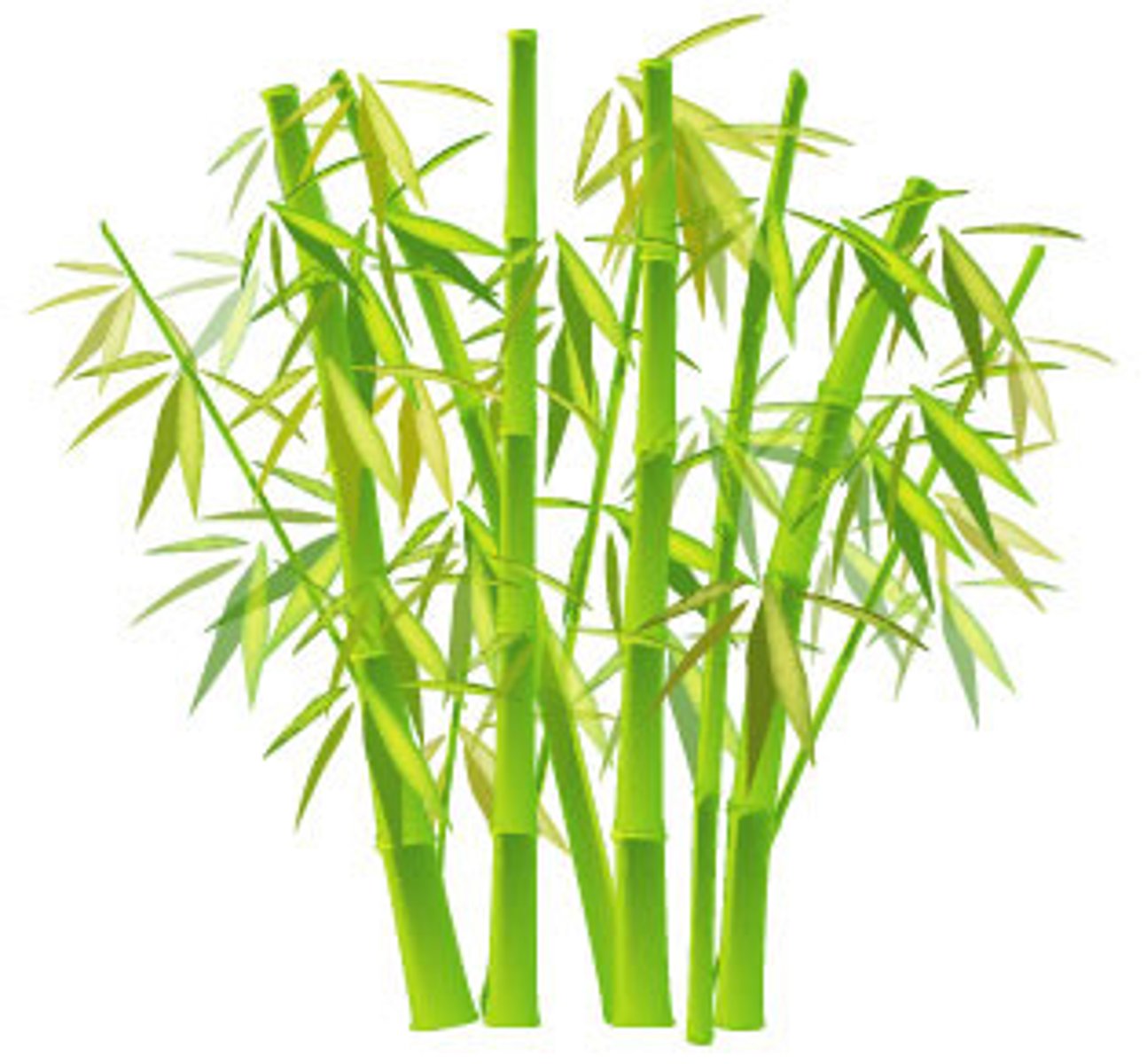 <p>zhú - bamboo</p>