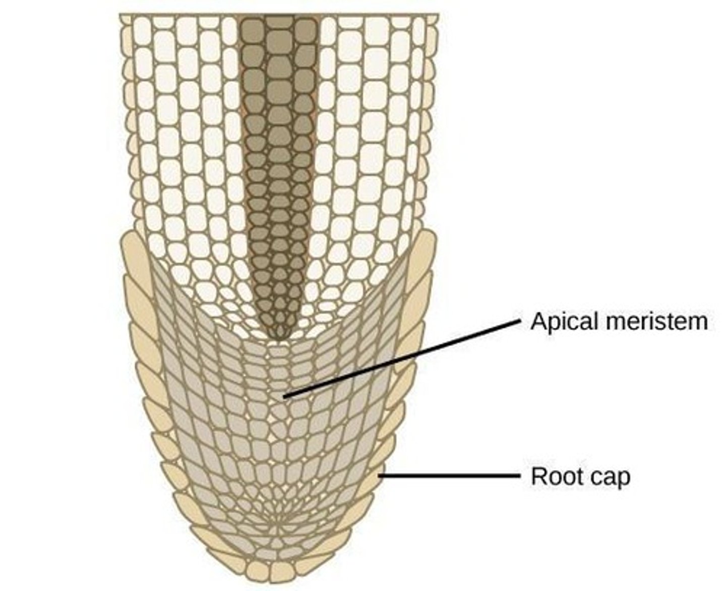 <p>They consist of continuously dividing cells that allow roots and shoots to grow toward resources.</p>